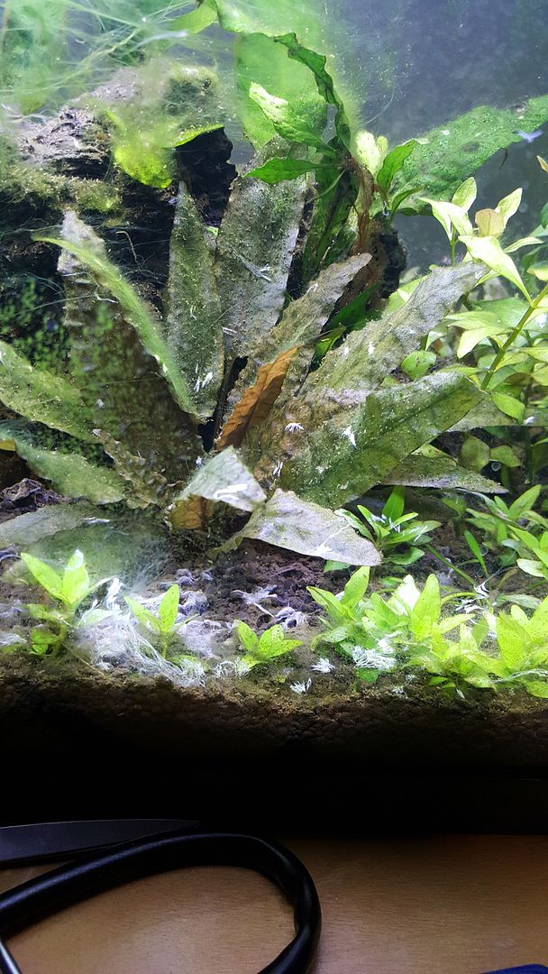White Fungus? The Planted Tank Forum